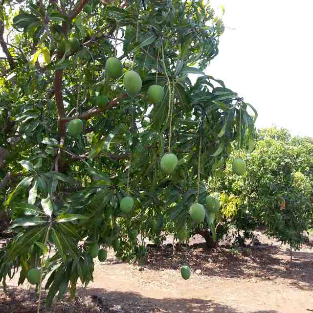 Orchard Photos | Devgad Ratnagiri Hapoos Alphonso Mangoes