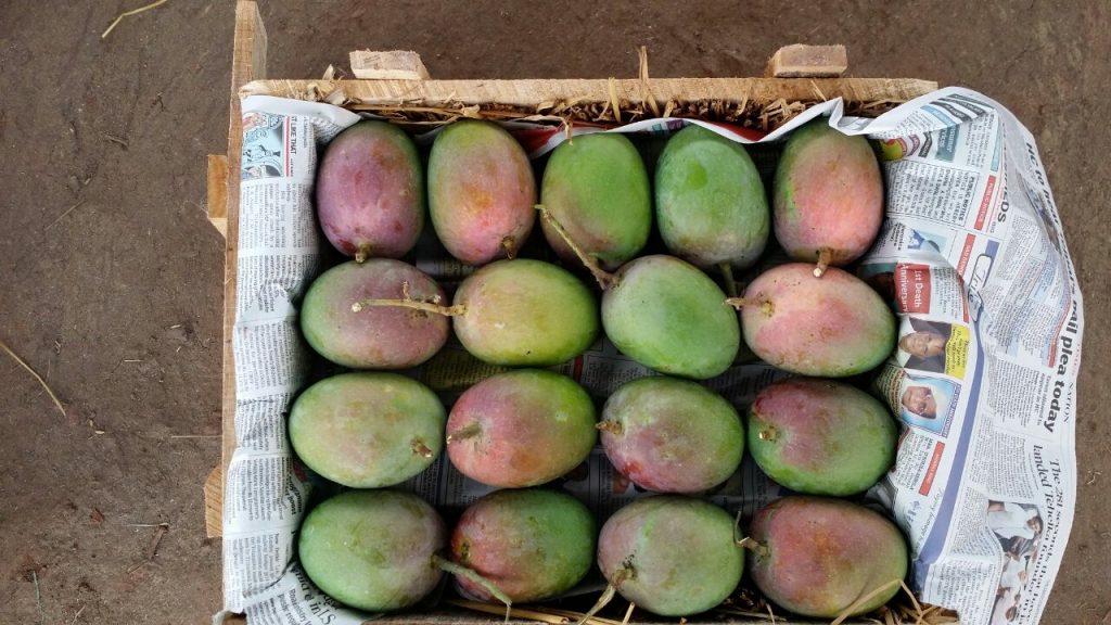 5 Dozen Wood Box (Grade 2) DevgadRatnagiri Payri Mangoes Devgad