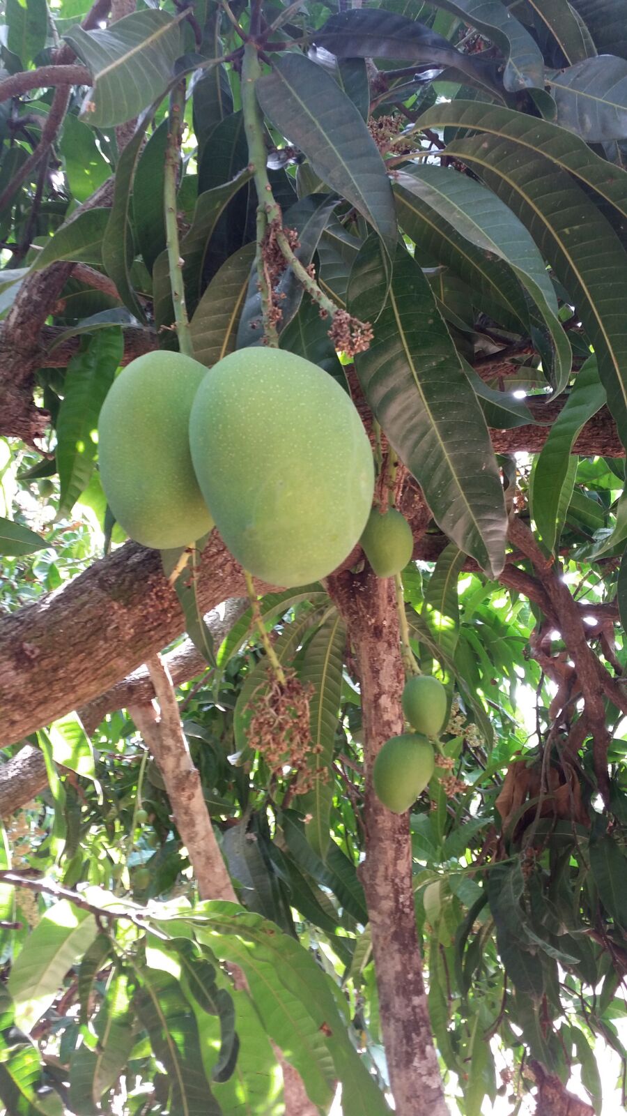 Natural Frozen Mango Pulp – Aam Ras
