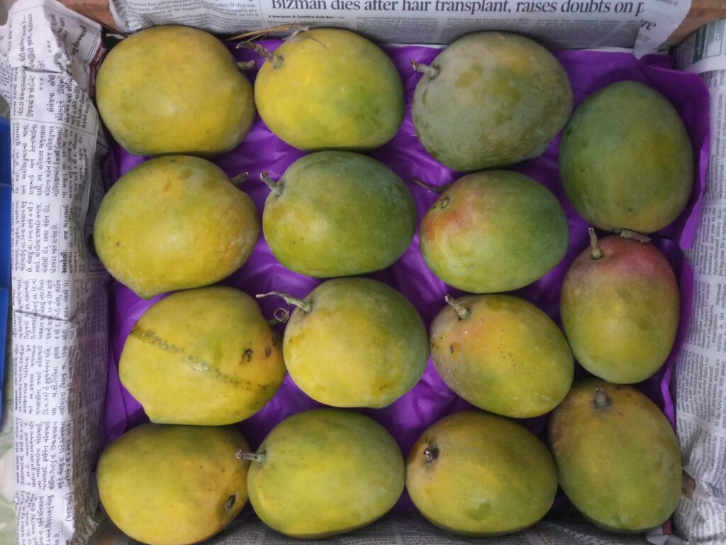 7 Dozen Wood Box (Grade 4) DevgadRatnagiri Payri Mangoes Devgad